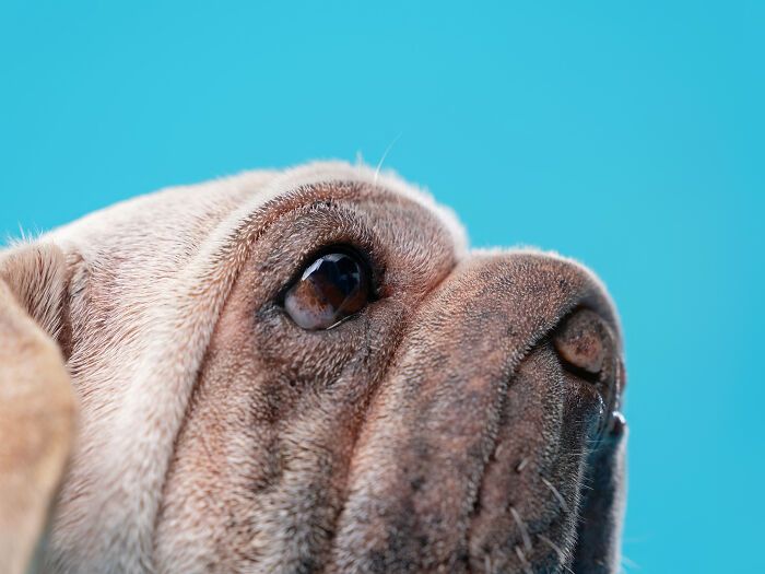 Cachorro resgatado na China tem uma história surpreendente e conquista corações com sua aparência única (19 fotos) 7 Cachorro resgatado na China tem uma história surpreendente e conquista corações com sua aparência única (19 fotos) 7