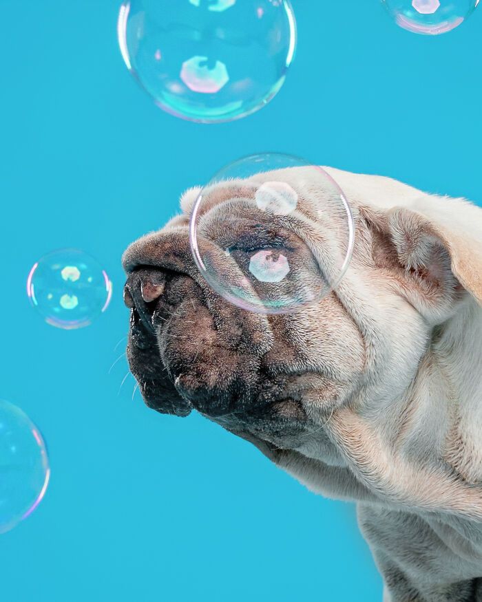 Cachorro resgatado na China tem uma história surpreendente e conquista corações com sua aparência única (19 fotos) 8 Cachorro resgatado na China tem uma história surpreendente e conquista corações com sua aparência única (19 fotos) 8