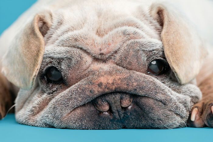 Cachorro resgatado na China tem uma história surpreendente e conquista corações com sua aparência única (19 fotos) 9 Cachorro resgatado na China tem uma história surpreendente e conquista corações com sua aparência única (19 fotos) 9