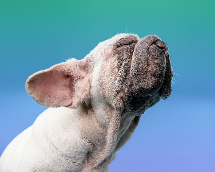 Cachorro resgatado na China tem uma história surpreendente e conquista corações com sua aparência única (19 fotos) 11 Cachorro resgatado na China tem uma história surpreendente e conquista corações com sua aparência única (19 fotos) 11