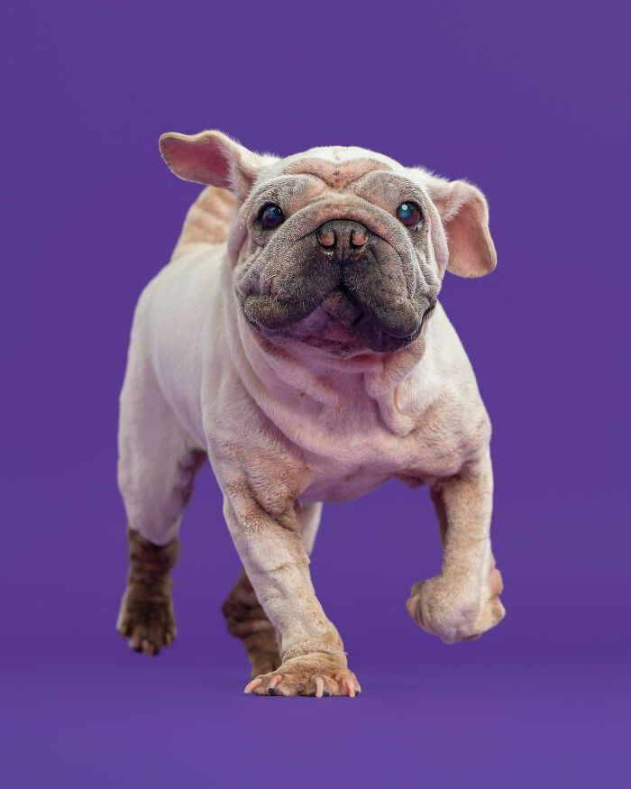 Cachorro resgatado na China tem uma história surpreendente e conquista corações com sua aparência única (19 fotos) 12 Cachorro resgatado na China tem uma história surpreendente e conquista corações com sua aparência única (19 fotos) 12