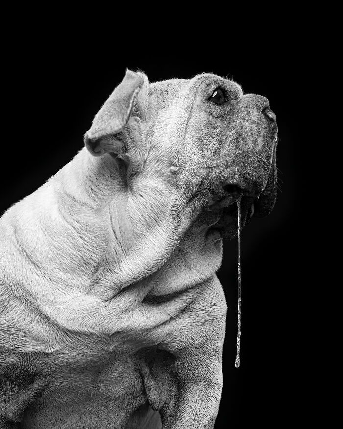 Cachorro resgatado na China tem uma história surpreendente e conquista corações com sua aparência única (19 fotos) 13 Cachorro resgatado na China tem uma história surpreendente e conquista corações com sua aparência única (19 fotos) 13