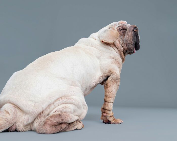 Cachorro resgatado na China tem uma história surpreendente e conquista corações com sua aparência única (19 fotos) 14 Cachorro resgatado na China tem uma história surpreendente e conquista corações com sua aparência única (19 fotos) 14