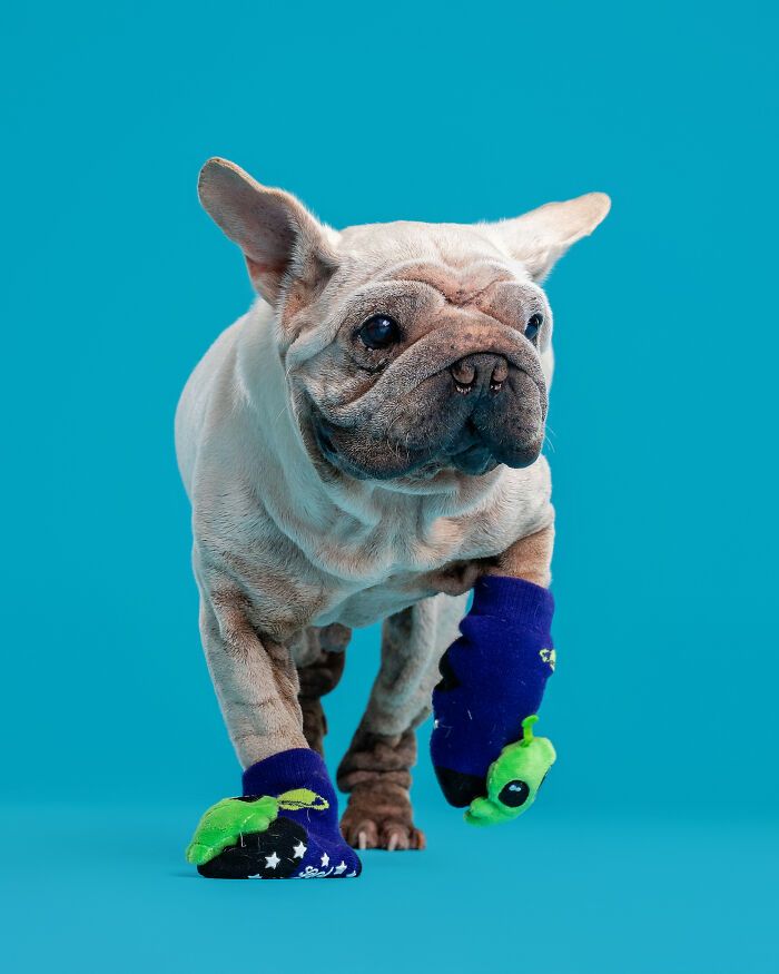 Cachorro resgatado na China tem uma história surpreendente e conquista corações com sua aparência única (19 fotos) 16 Cachorro resgatado na China tem uma história surpreendente e conquista corações com sua aparência única (19 fotos) 16