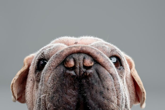 Cachorro resgatado na China tem uma história surpreendente e conquista corações com sua aparência única (19 fotos) 18 Cachorro resgatado na China tem uma história surpreendente e conquista corações com sua aparência única (19 fotos) 18