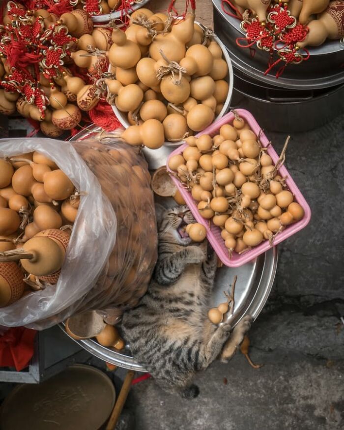 Gatos em lojas e comércios transformam cenas comuns em momentos cheios de personalidade (26 fotos) 2 Gatos em lojas e comércios transformam cenas comuns em momentos cheios de personalidade (26 fotos) 2