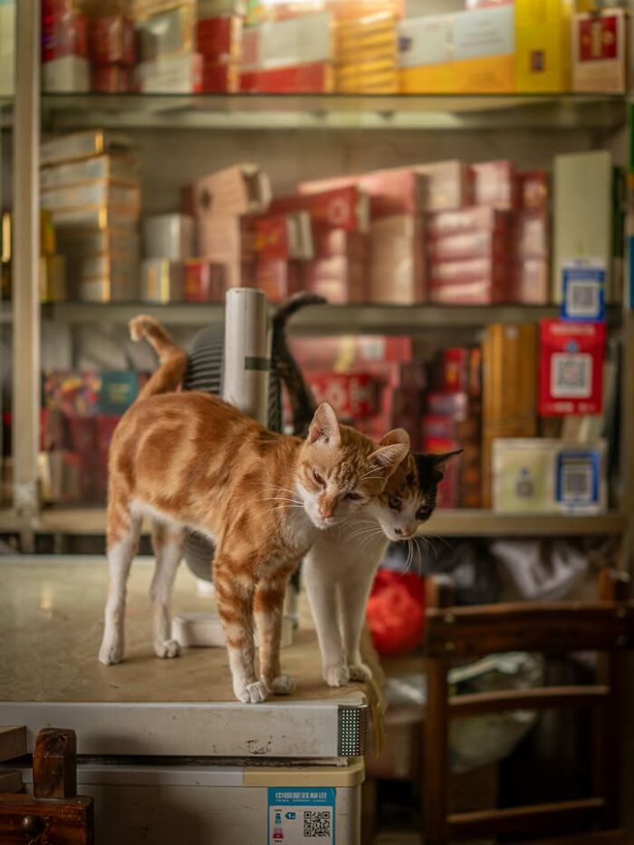 Gatos em lojas e comércios transformam cenas comuns em momentos cheios de personalidade (26 fotos) 8 Gatos em lojas e comércios transformam cenas comuns em momentos cheios de personalidade (26 fotos) 8