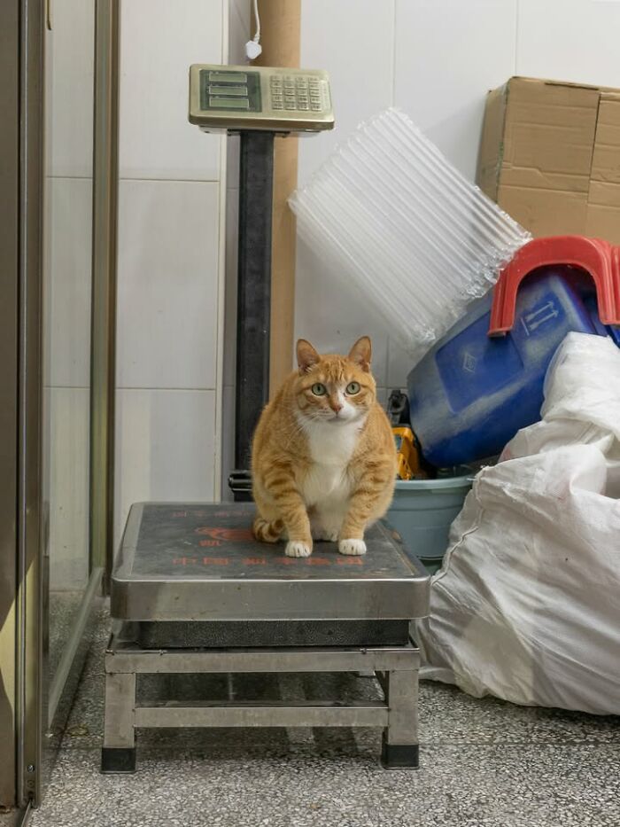 Gatos em lojas e comércios transformam cenas comuns em momentos cheios de personalidade (26 fotos) 10 Gatos em lojas e comércios transformam cenas comuns em momentos cheios de personalidade (26 fotos) 10