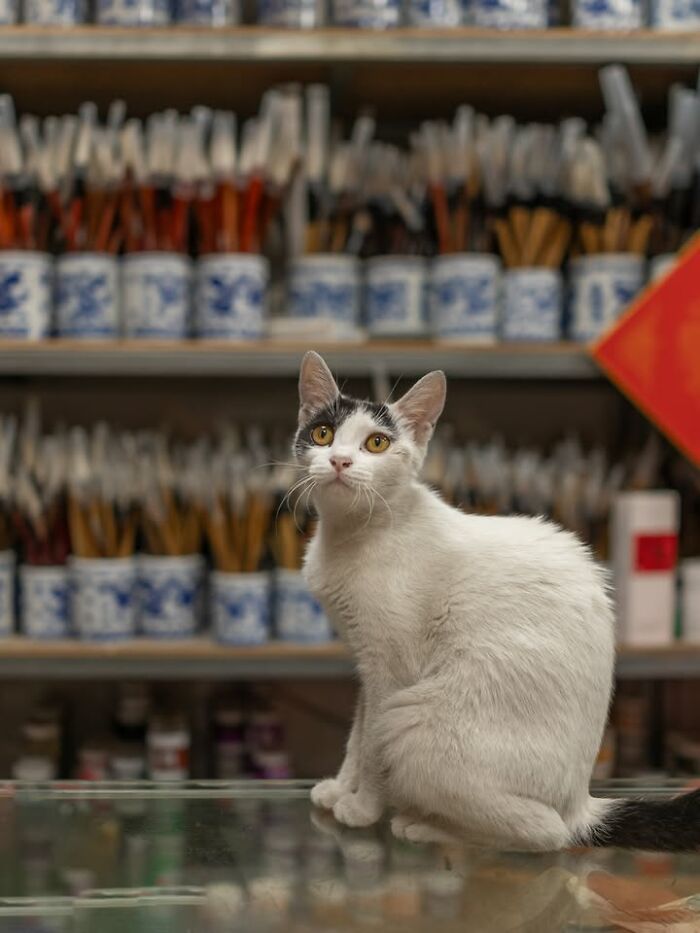 Gatos em lojas e comércios transformam cenas comuns em momentos cheios de personalidade (26 fotos) 11 Gatos em lojas e comércios transformam cenas comuns em momentos cheios de personalidade (26 fotos) 11