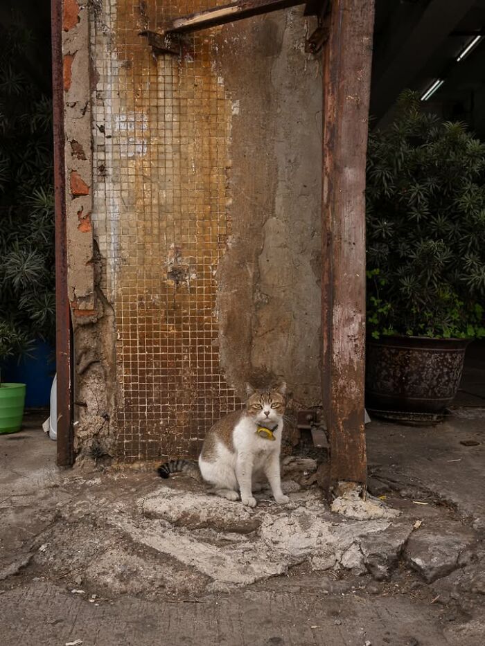 Gatos em lojas e comércios transformam cenas comuns em momentos cheios de personalidade (26 fotos) 12 Gatos em lojas e comércios transformam cenas comuns em momentos cheios de personalidade (26 fotos) 12