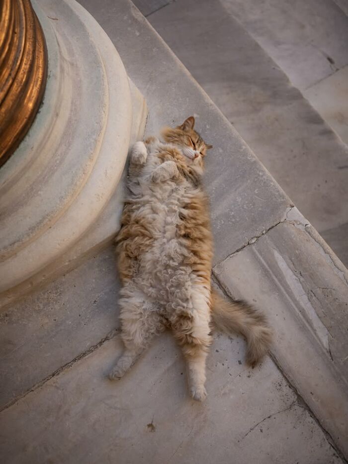 Gatos em lojas e comércios transformam cenas comuns em momentos cheios de personalidade (26 fotos) 13 Gatos em lojas e comércios transformam cenas comuns em momentos cheios de personalidade (26 fotos) 13