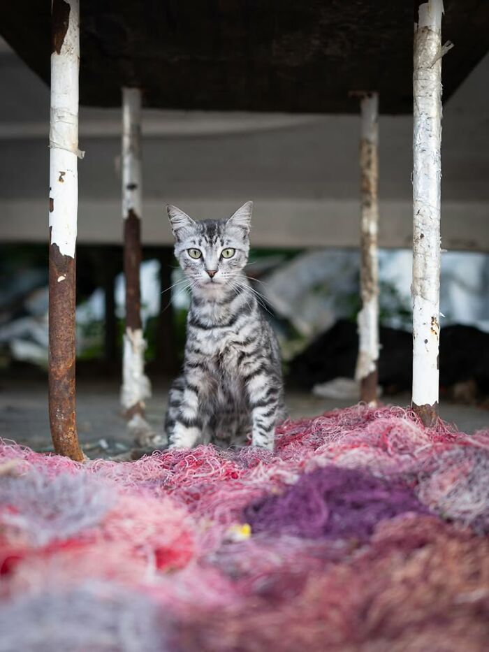 Gatos em lojas e comércios transformam cenas comuns em momentos cheios de personalidade (26 fotos) 14 Gatos em lojas e comércios transformam cenas comuns em momentos cheios de personalidade (26 fotos) 14