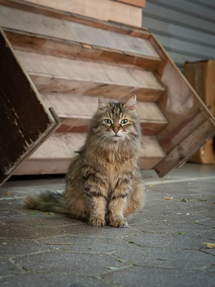 Gatos em lojas e comércios transformam cenas comuns em momentos cheios de personalidade (26 fotos) 16 Gatos em lojas e comércios transformam cenas comuns em momentos cheios de personalidade (26 fotos) 16