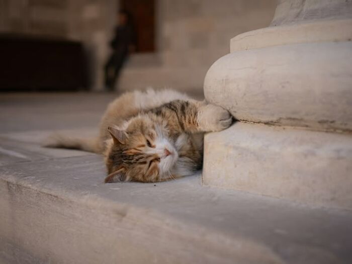 Gatos em lojas e comércios transformam cenas comuns em momentos cheios de personalidade (26 fotos) 17 Gatos em lojas e comércios transformam cenas comuns em momentos cheios de personalidade (26 fotos) 17