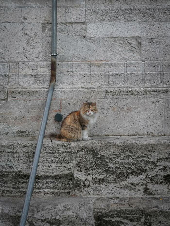 Gatos em lojas e comércios transformam cenas comuns em momentos cheios de personalidade (26 fotos) 18 Gatos em lojas e comércios transformam cenas comuns em momentos cheios de personalidade (26 fotos) 18