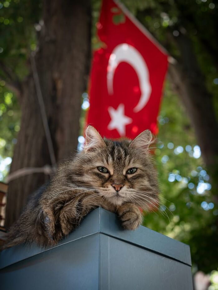 Gatos em lojas e comércios transformam cenas comuns em momentos cheios de personalidade (26 fotos) 20 Gatos em lojas e comércios transformam cenas comuns em momentos cheios de personalidade (26 fotos) 20