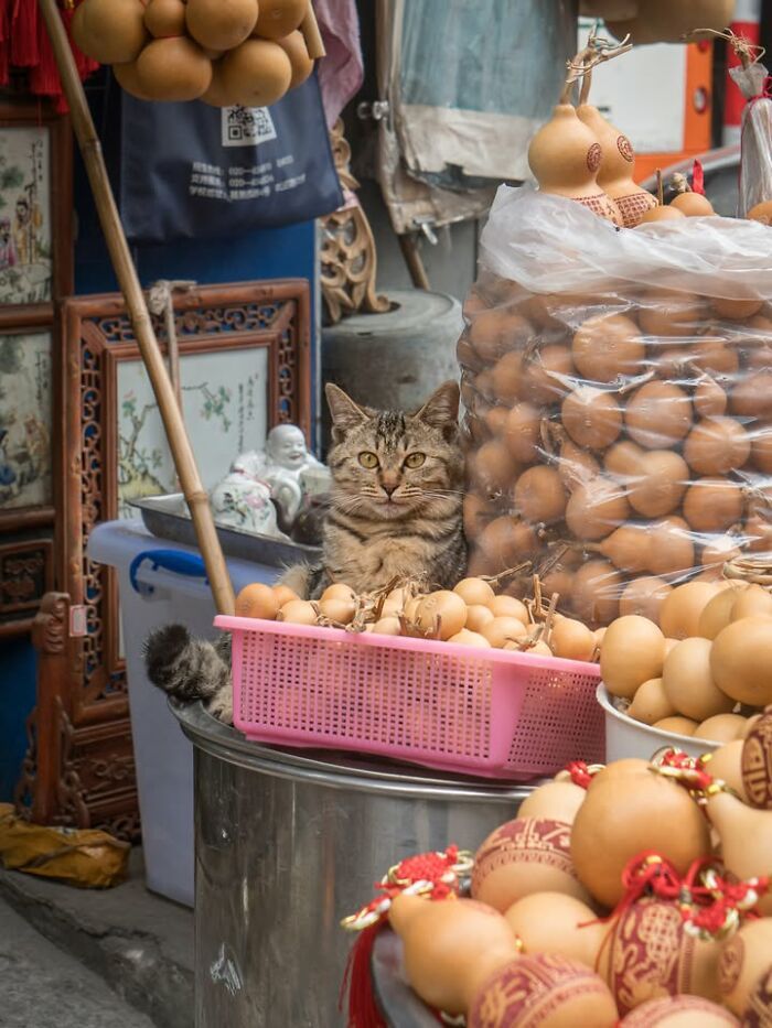 Gatos em lojas e comércios transformam cenas comuns em momentos cheios de personalidade (26 fotos) 22 Gatos em lojas e comércios transformam cenas comuns em momentos cheios de personalidade (26 fotos) 22