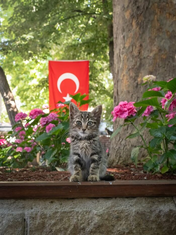 Gatos em lojas e comércios transformam cenas comuns em momentos cheios de personalidade (26 fotos) 24 Gatos em lojas e comércios transformam cenas comuns em momentos cheios de personalidade (26 fotos) 24