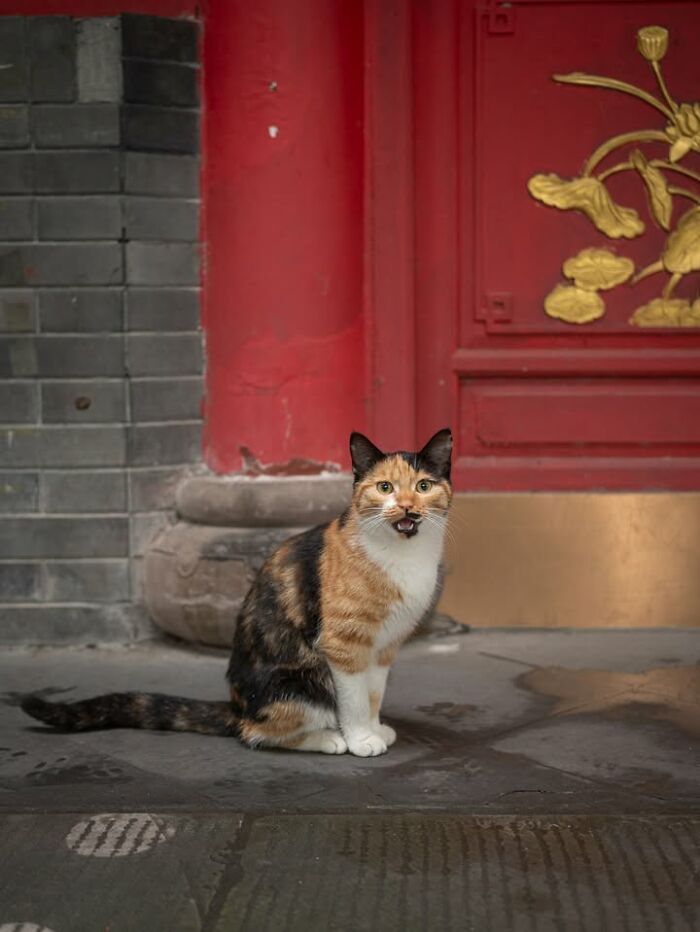 Gatos em lojas e comércios transformam cenas comuns em momentos cheios de personalidade (26 fotos) 25 Gatos em lojas e comércios transformam cenas comuns em momentos cheios de personalidade (26 fotos) 25